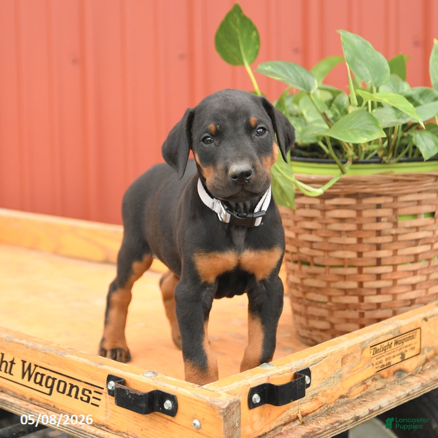 Doberman Pinscher dogs for sale: Richie - Ad 3