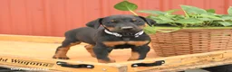 Doberman Pinscher dogs for sale: Richie - Ad 1