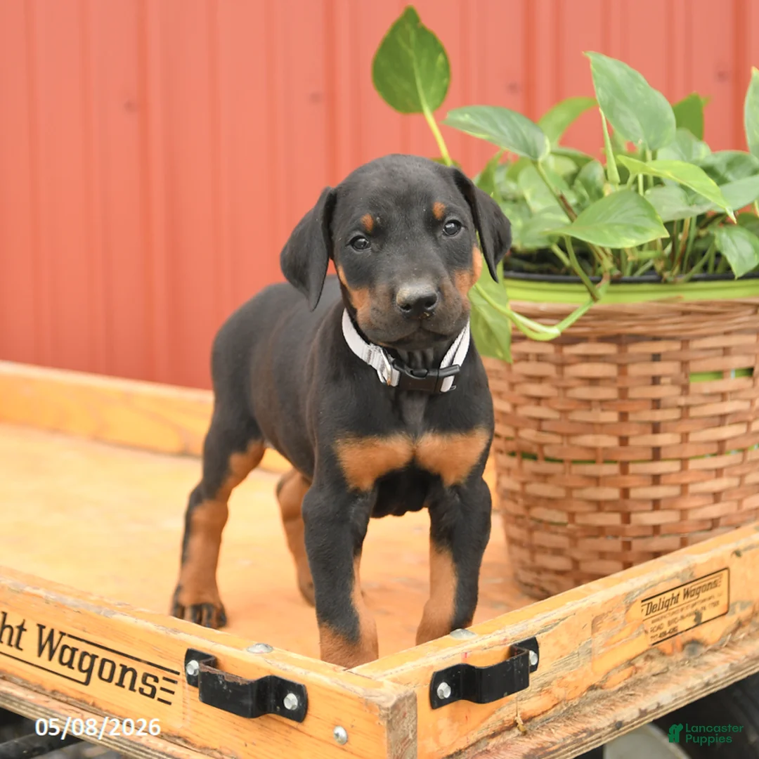 Doberman Pinscher dogs for sale: Richie - Ad 1