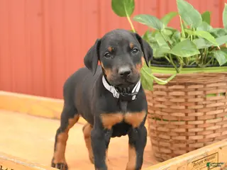 Doberman Pinscher dogs for sale: Richie - Ad 3