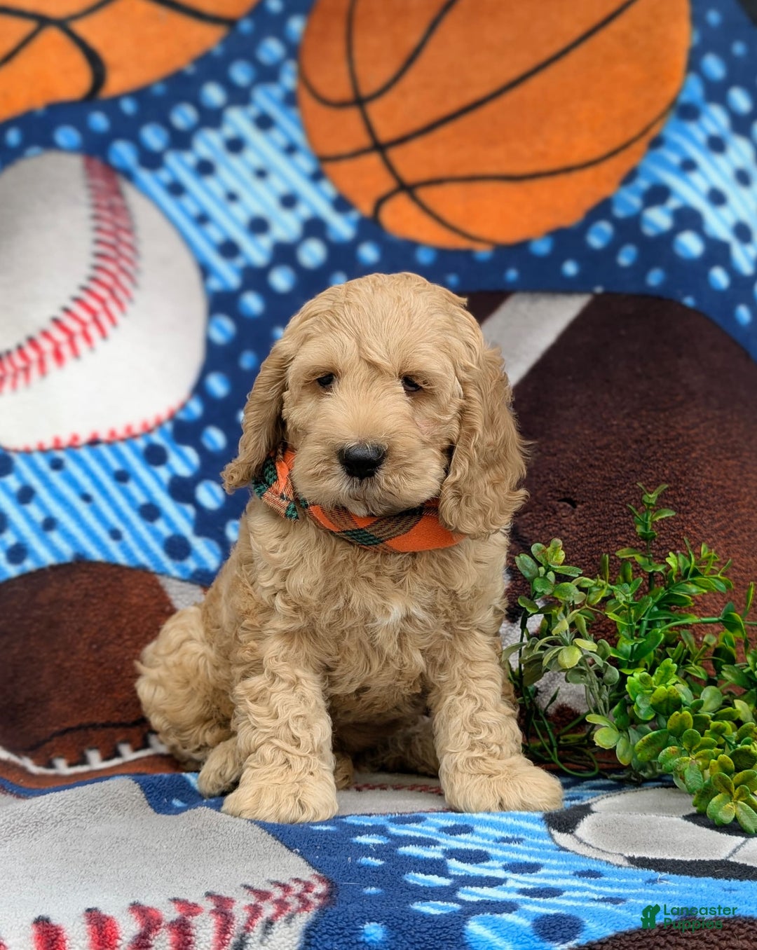 Cockapoo dogs for sale: Leon - Ad 14