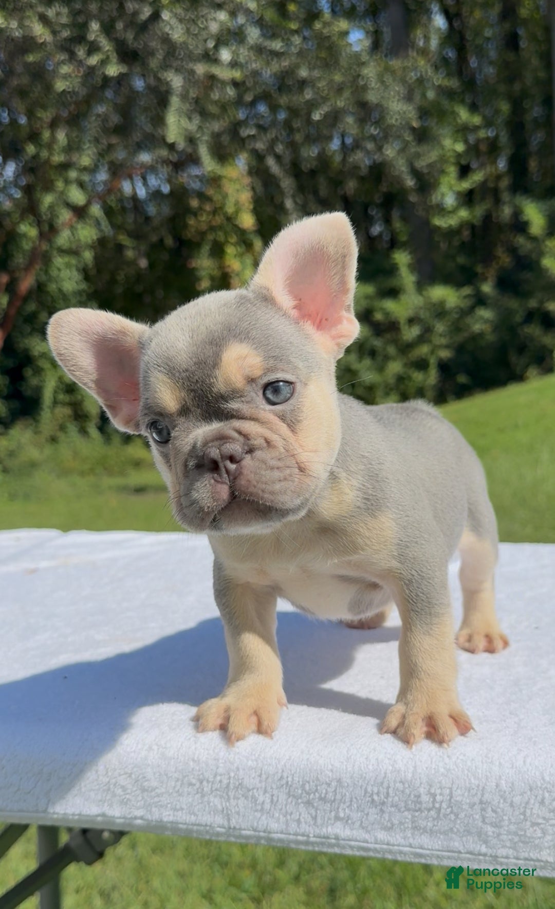 French Bulldog dogs for sale: Growleth  - Ad 11