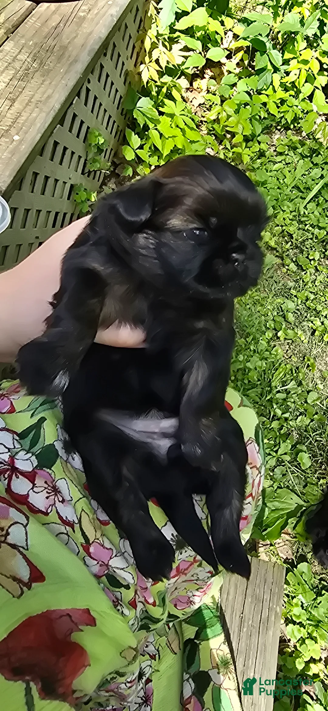 Shih Tzu dogs for sale: Precious  - Ad 2