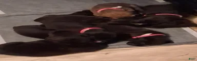 Cane Corso Puppy 1