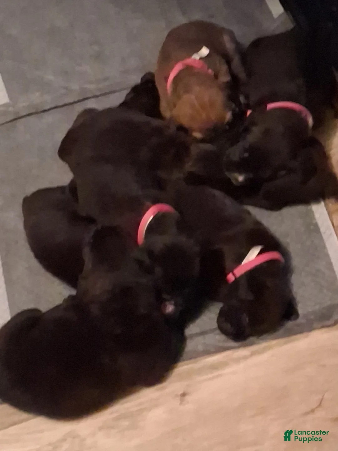 Cane Corso dogs for sale: Cane Corso Puppy 1 - Ad 1