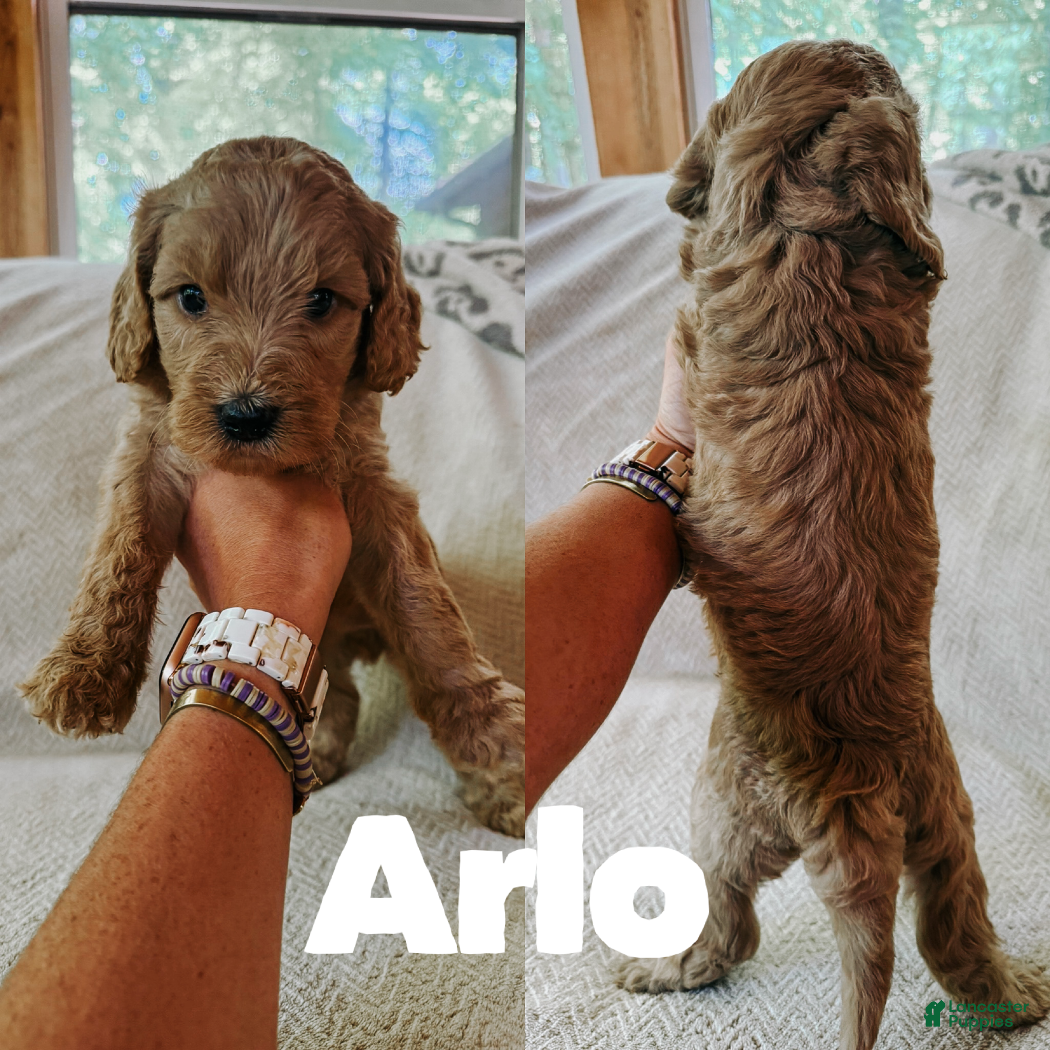 Goldendoodle dogs Arlo  - Ad 39