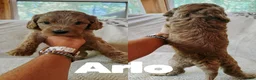 Goldendoodle dogs for sale: Arlo  - Ad 1