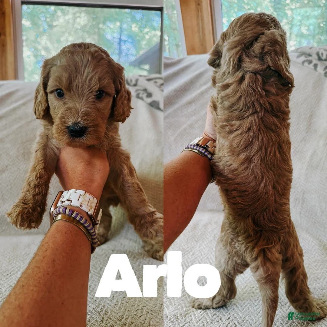 Goldendoodle dogs for sale: Arlo  - Ad 1