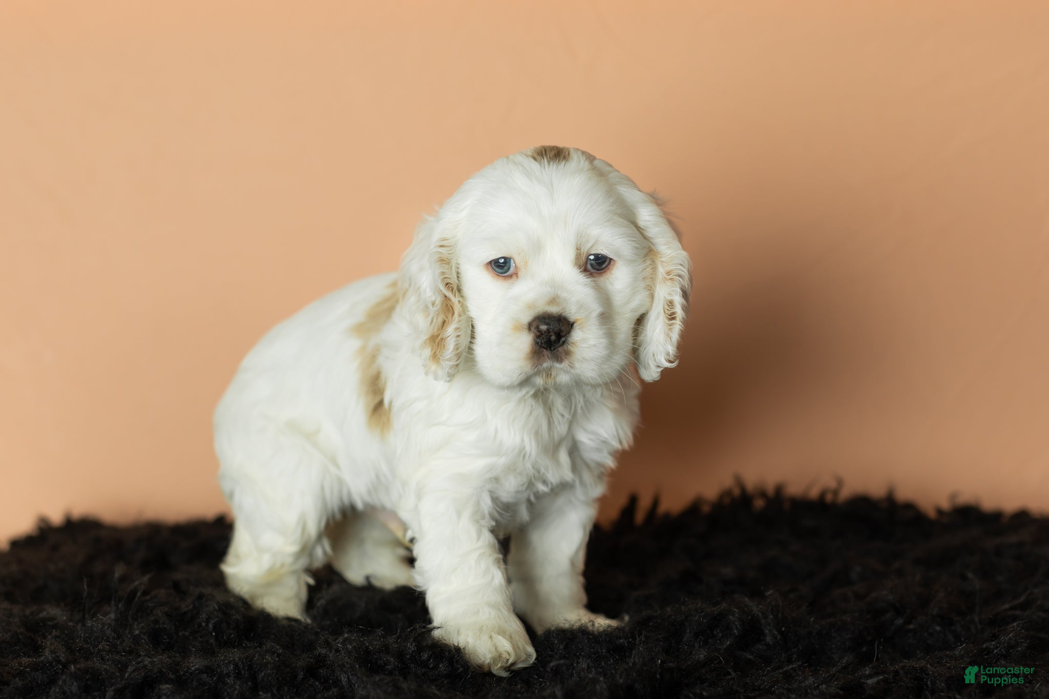 Cocker Spaniel dogs Banjo - Ad 31