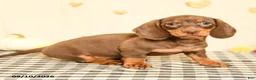 Miniature Dachshund dogs for sale: Morris - Ad 5