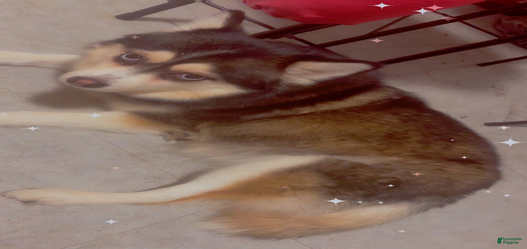 Gallery Image {{count}}