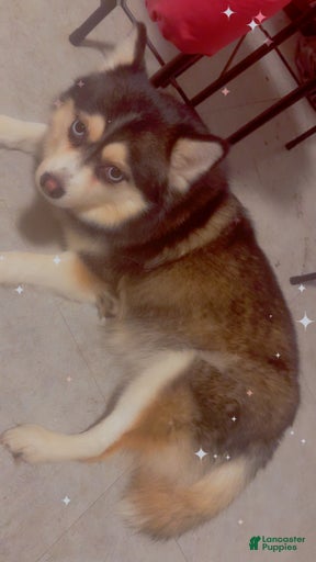 Gallery Image {{count}}