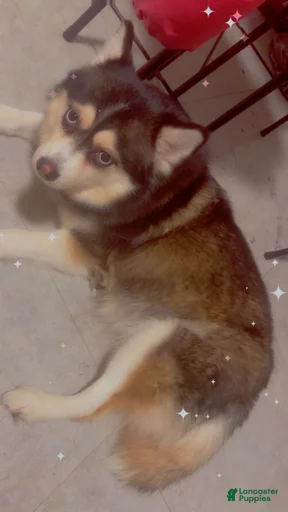 Gallery Image {{count}}