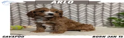 Cavapoo dogs for sale: Arlo - Ad 1