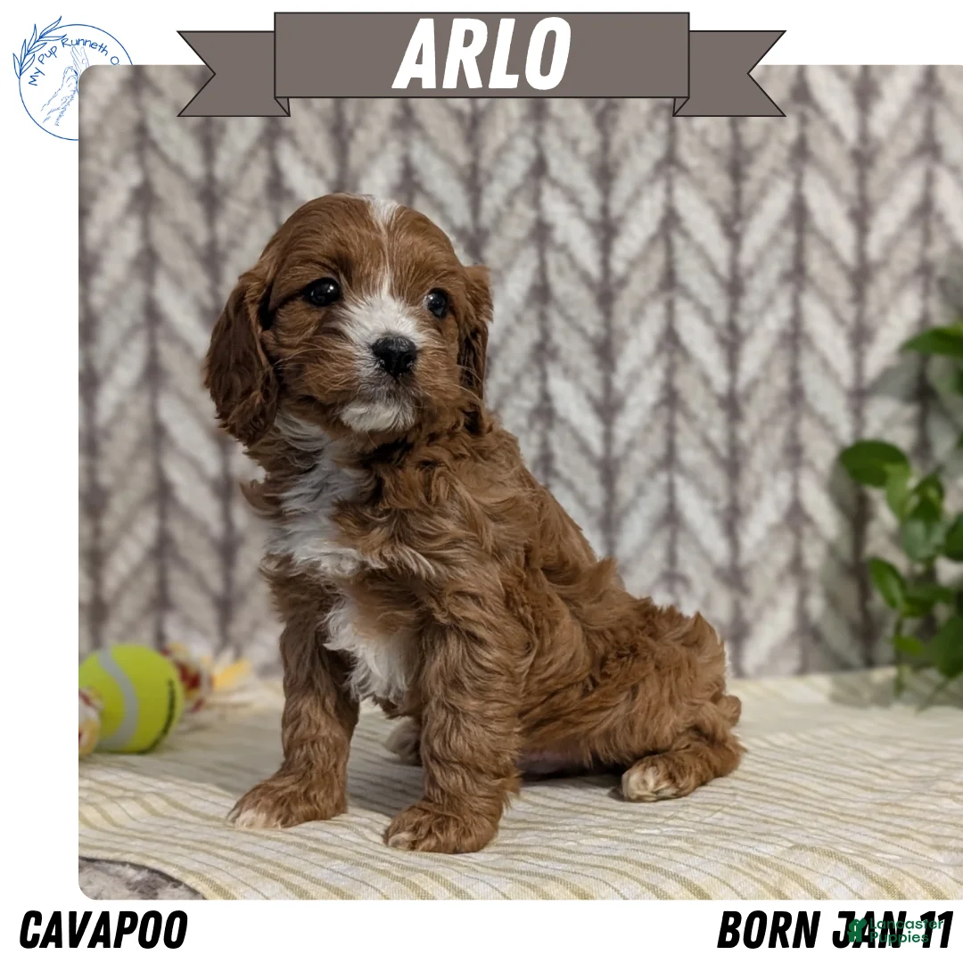 Cavapoo dogs for sale: Arlo - Ad 1