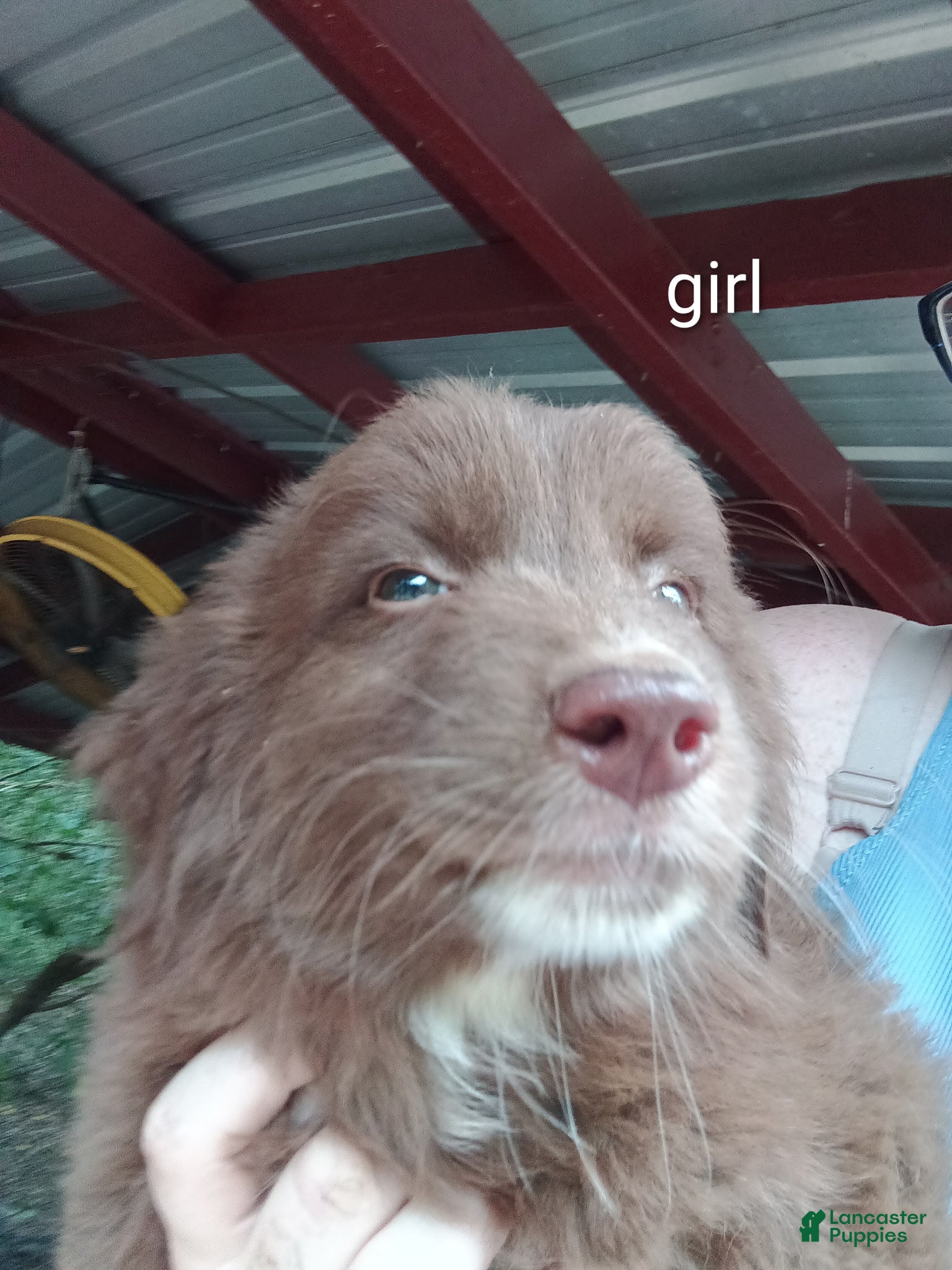 Australian Shepherd dogs for sale: Australian Shepherd Puppy 4 - Ad 1