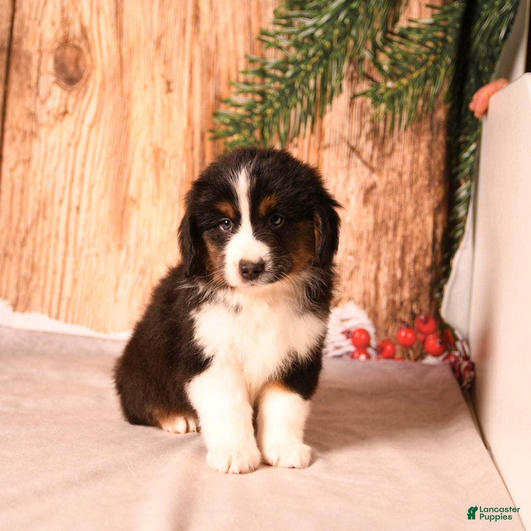 Miniature Australian Shepherd dogs for sale: Blizzard - Ad 3
