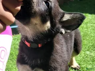 German Shepherd dogs Juliet - Ad 5