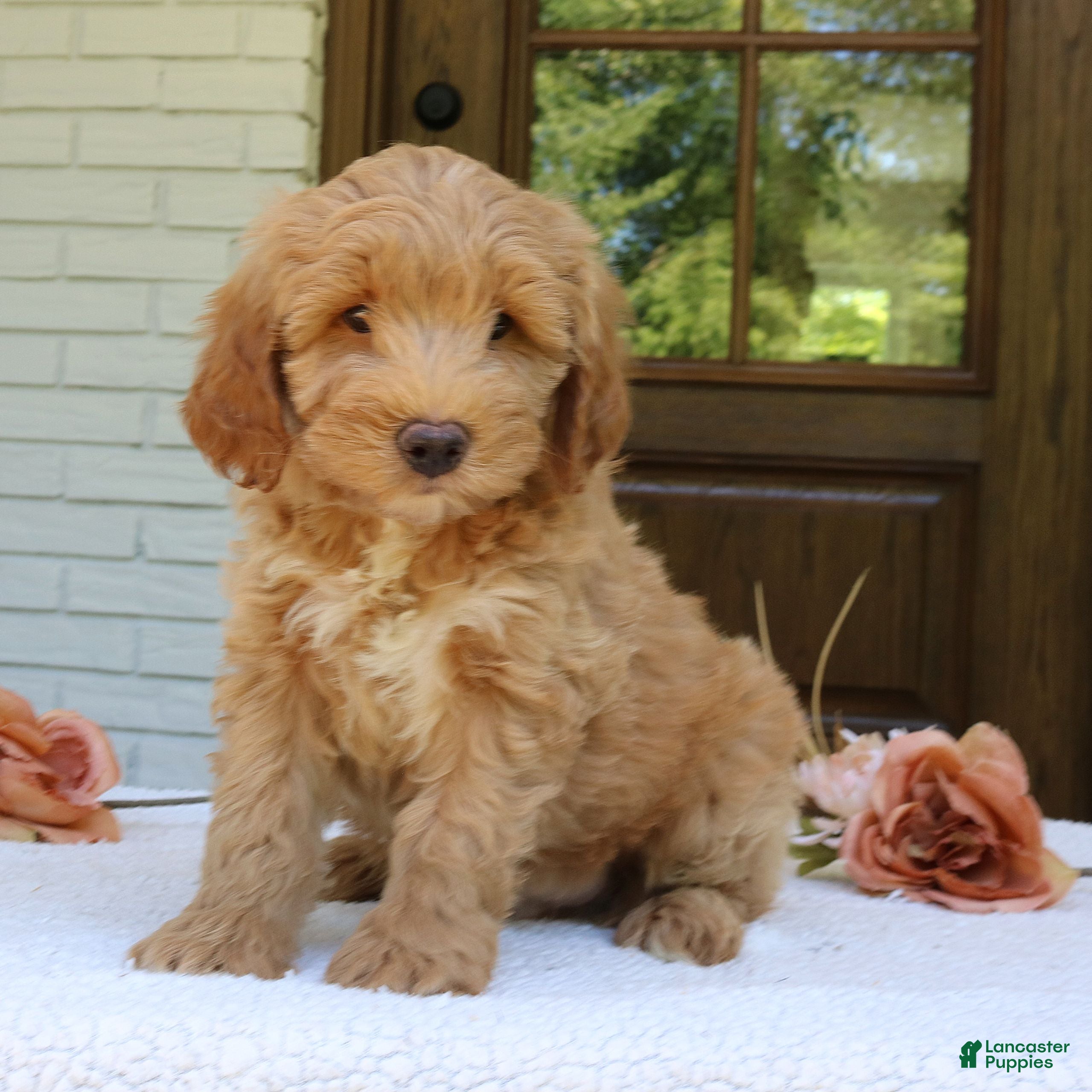 Mini Goldendoodle dogs Teddy  - Ad 1