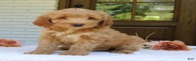 Teddy 