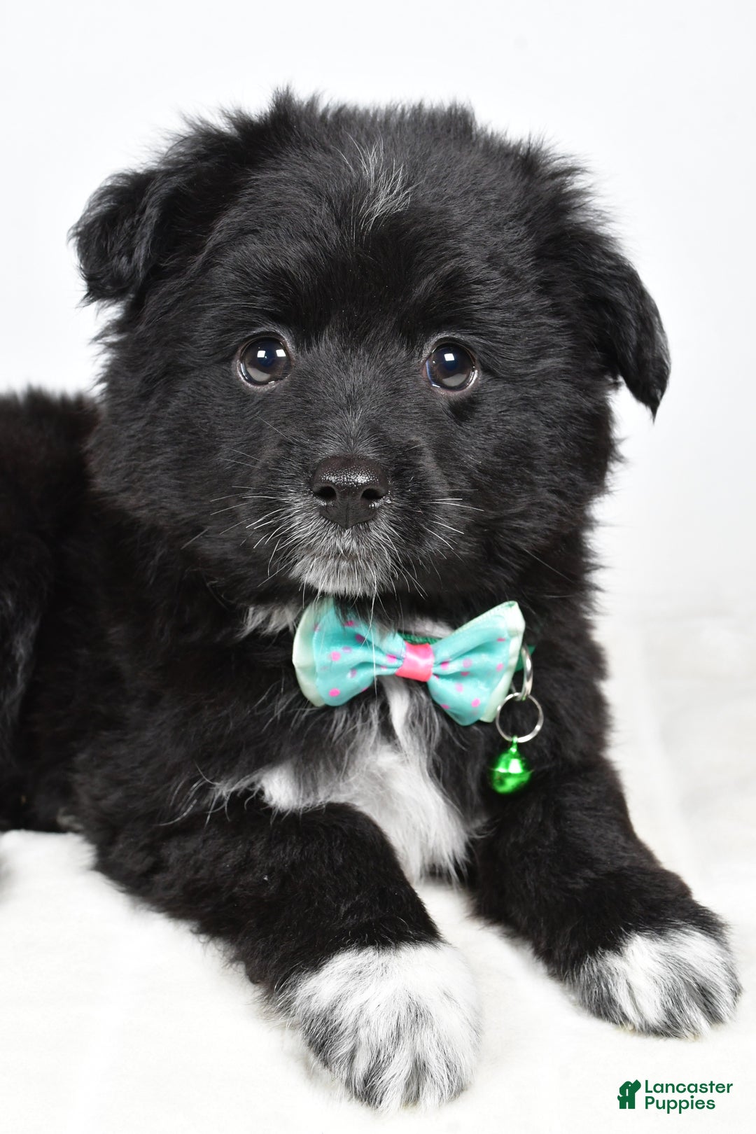 Mini Aussiedoodle dogs for sale: Wyatt  - Ad 10