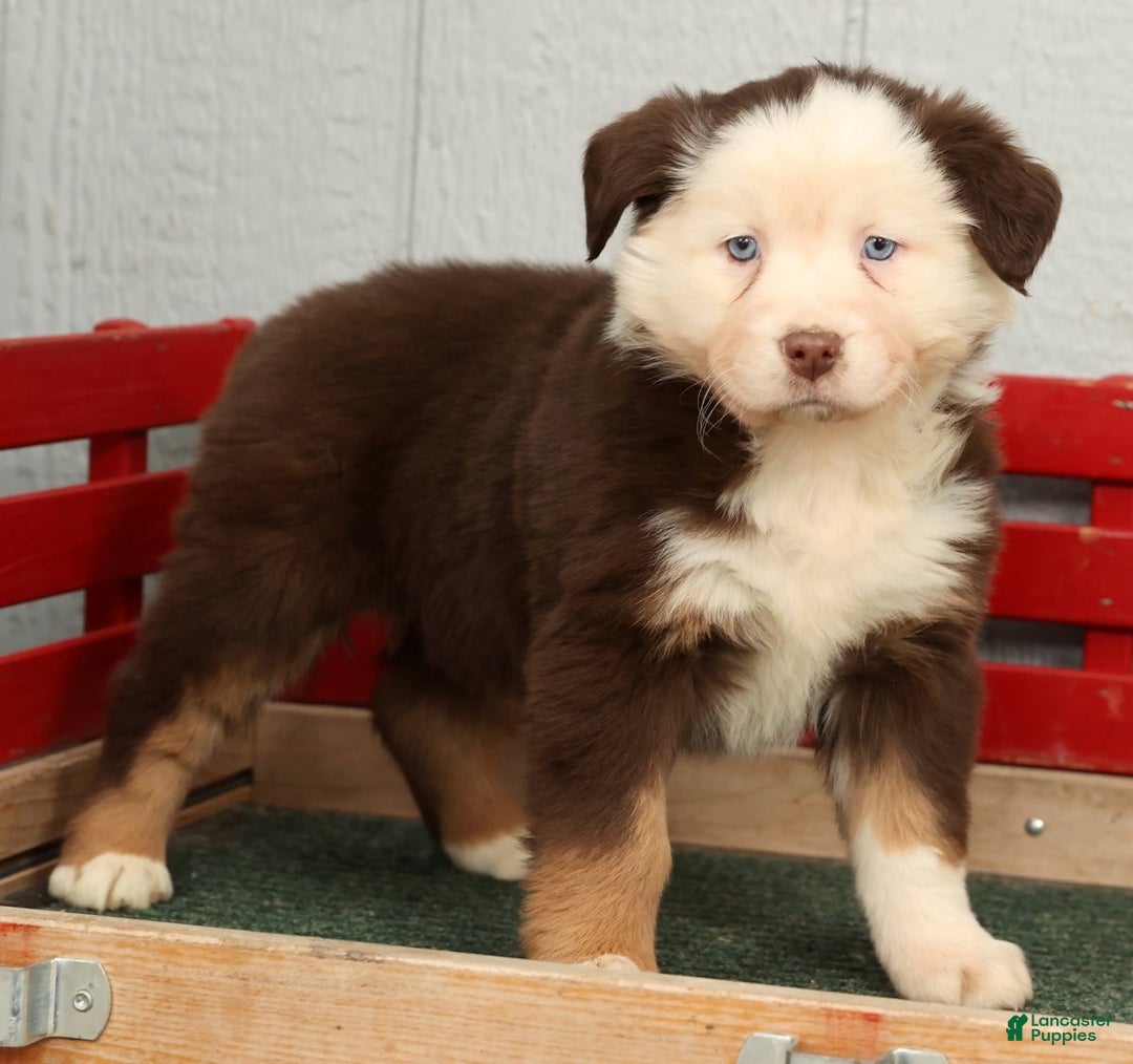 Australian Shepherd dogs for sale: Elisa - Ad 6