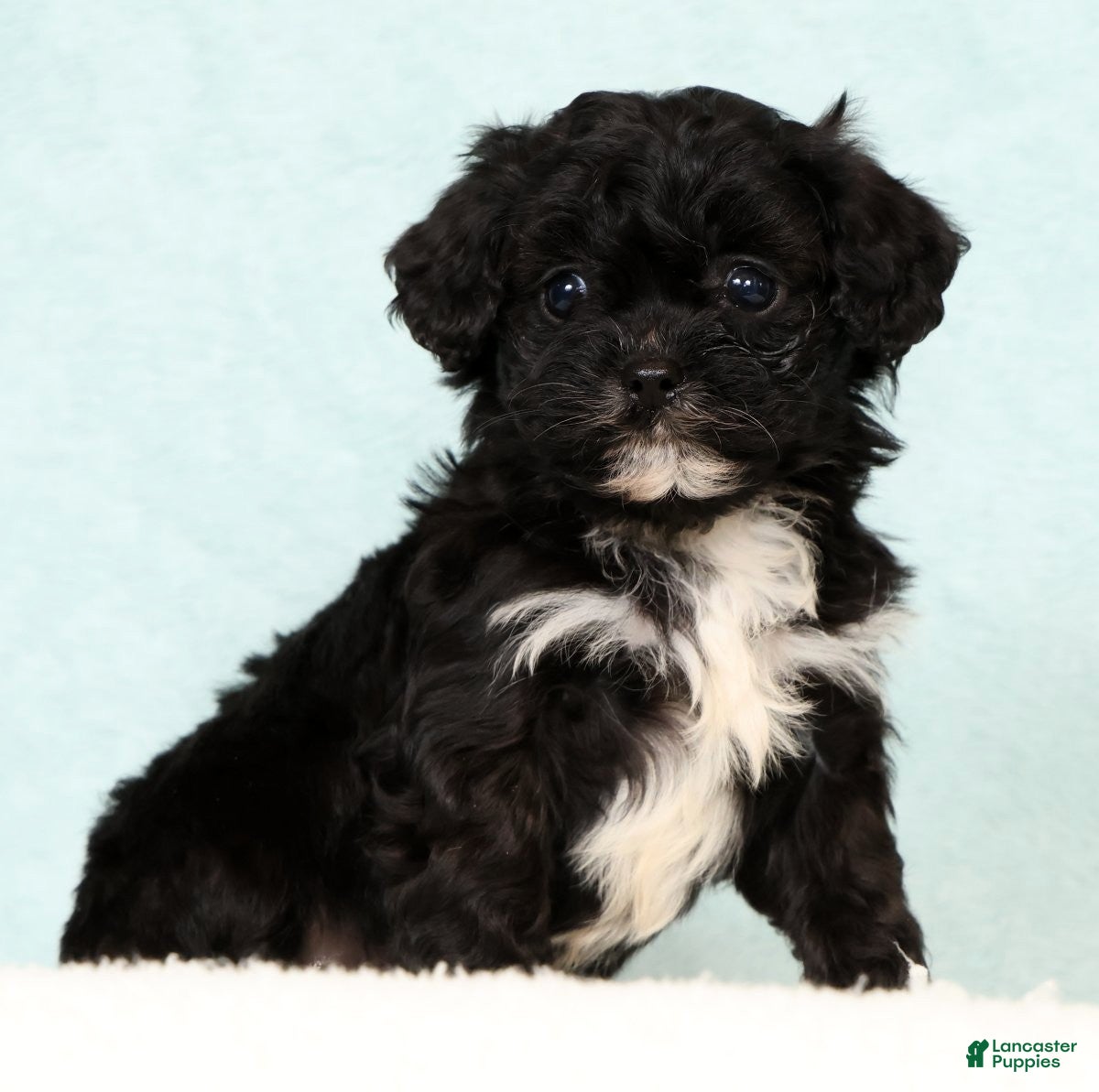 Cavapoo dogs Levi - Ad 1