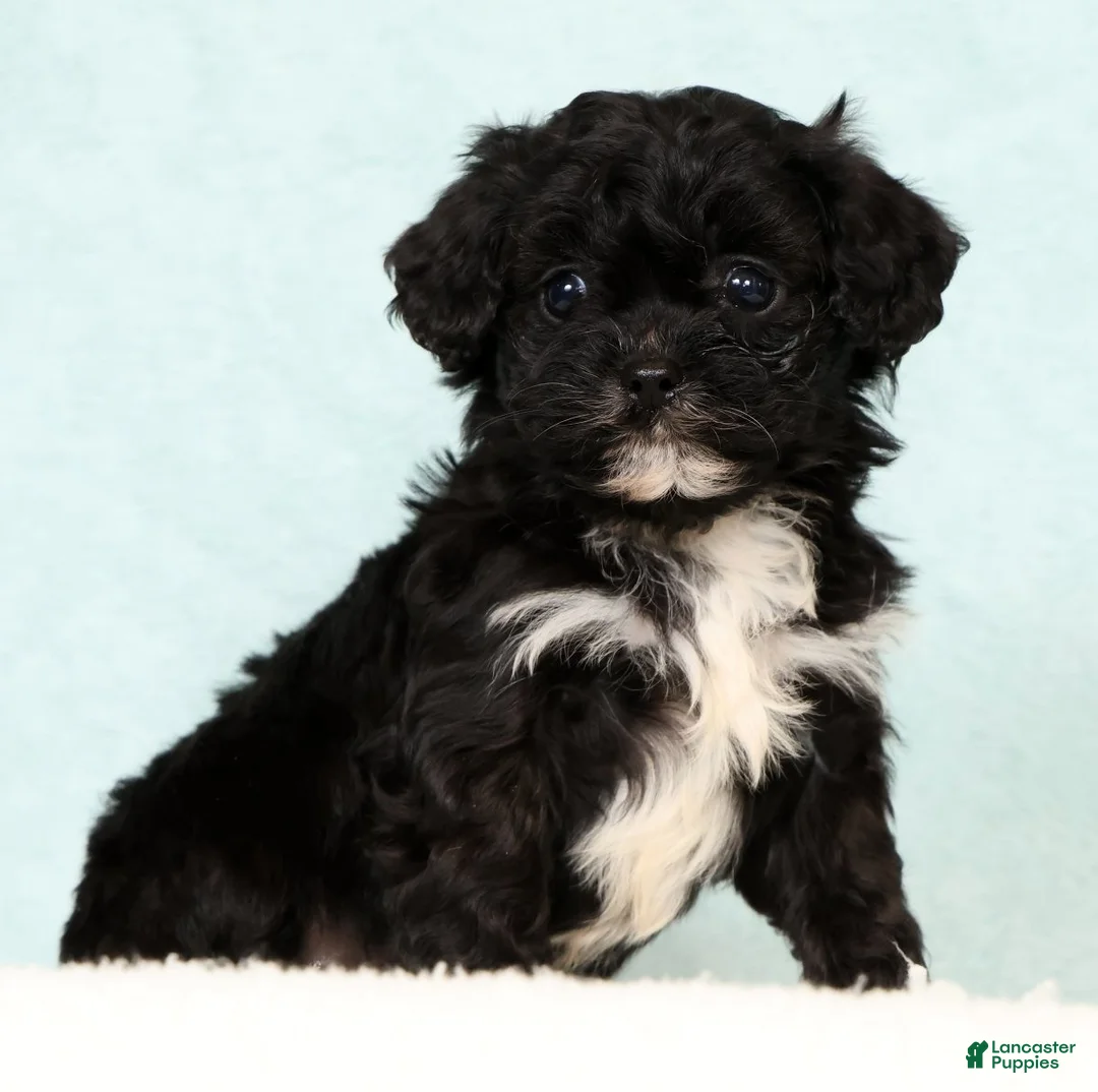 Cavapoo dogs for sale: Levi - Ad 1