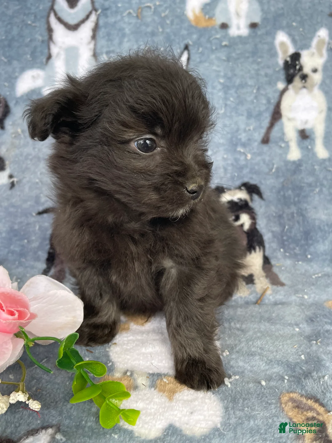 Toy Poodle dogs for sale: Hamlet - Ad 4
