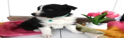 Border Collie dogs for sale: Border Collie Puppy 4 Nelly - Ad 2