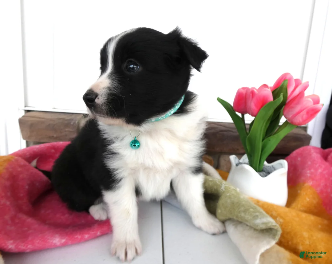 Border Collie dogs for sale: Border Collie Puppy 4 Nelly - Ad 2