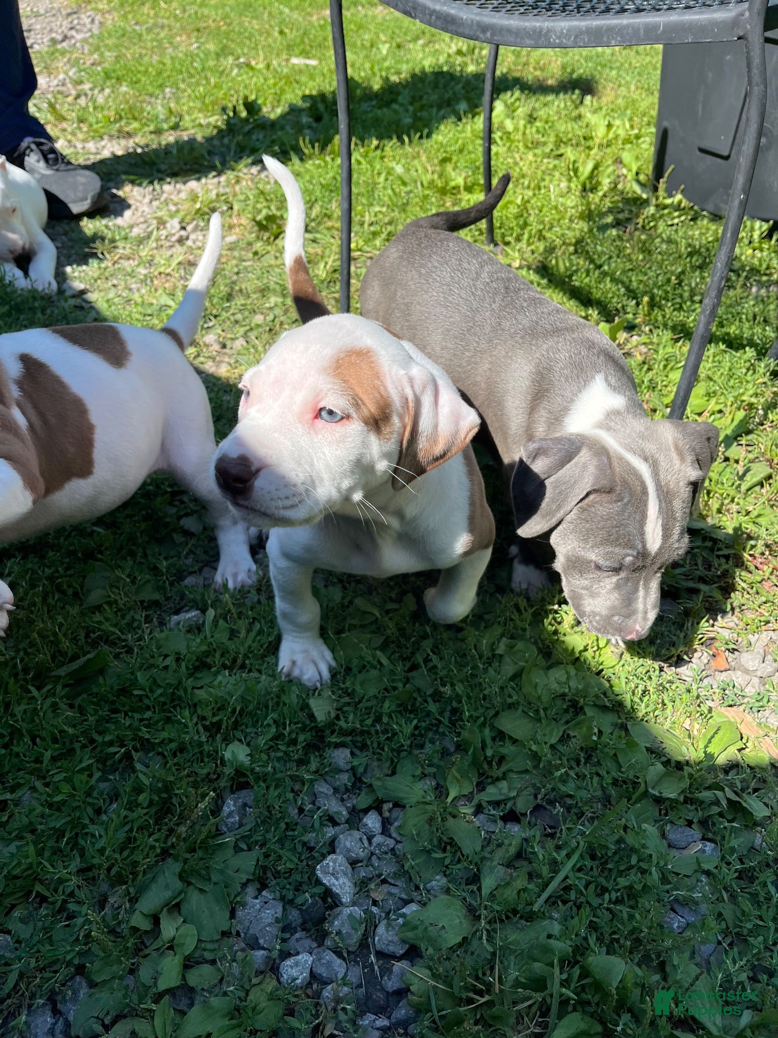 American Pit Bull Terrier dogs American Pit Bull Terrier 2 - Ad 25