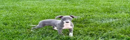 Italian Greyhound dogs for sale: Corbin  - Ad 9