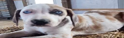 Catahoula Leopard Dog dogs for sale: Duchess 2026 Male 1 - Ad 3