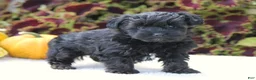 Yorkiepoo dogs for sale: Kate - Ad 3
