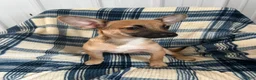 Chihuahua dogs for sale: Chihuahua  SCOTTY Boy - Ad 6