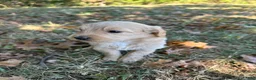 Goldendoodle dogs for sale: Goldendoodle 6 - Ad 2