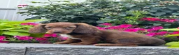 Miniature Dachshund dogs for sale: Diago - Ad 4