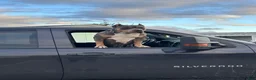 American Bully dogs for sale: American Bully(Female) - Ad 8