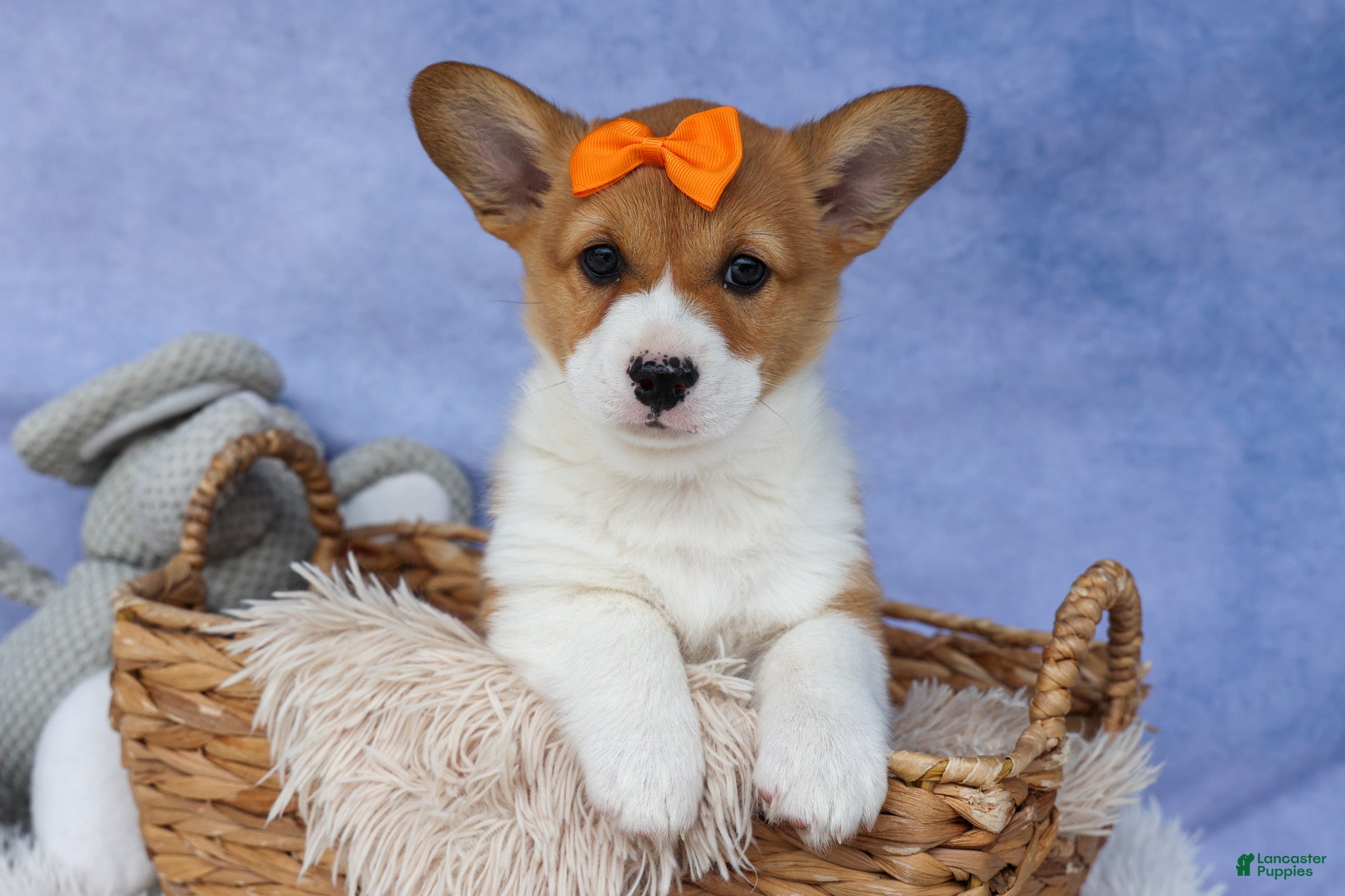 Welsh Corgi Pembroke dogs 🐾 MEET WIGGLES 🐶❤️ - Ad 1