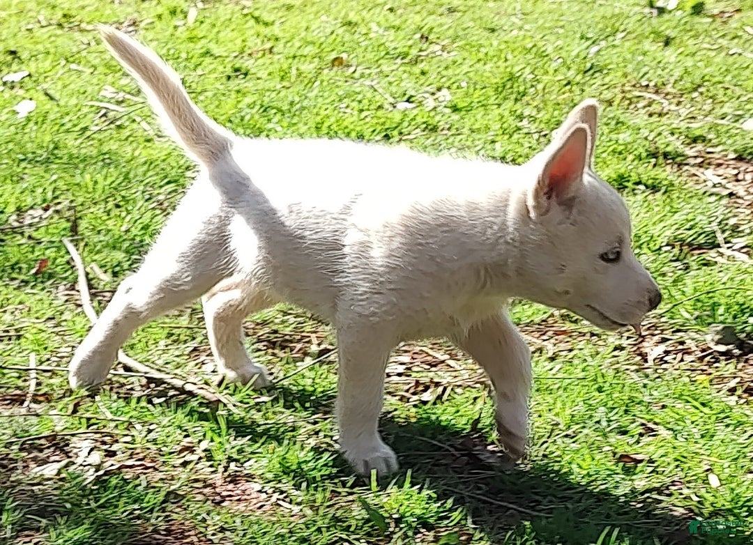 Siberian Husky dogs for sale: Siberian Husky Puppy 1 - Ad 3