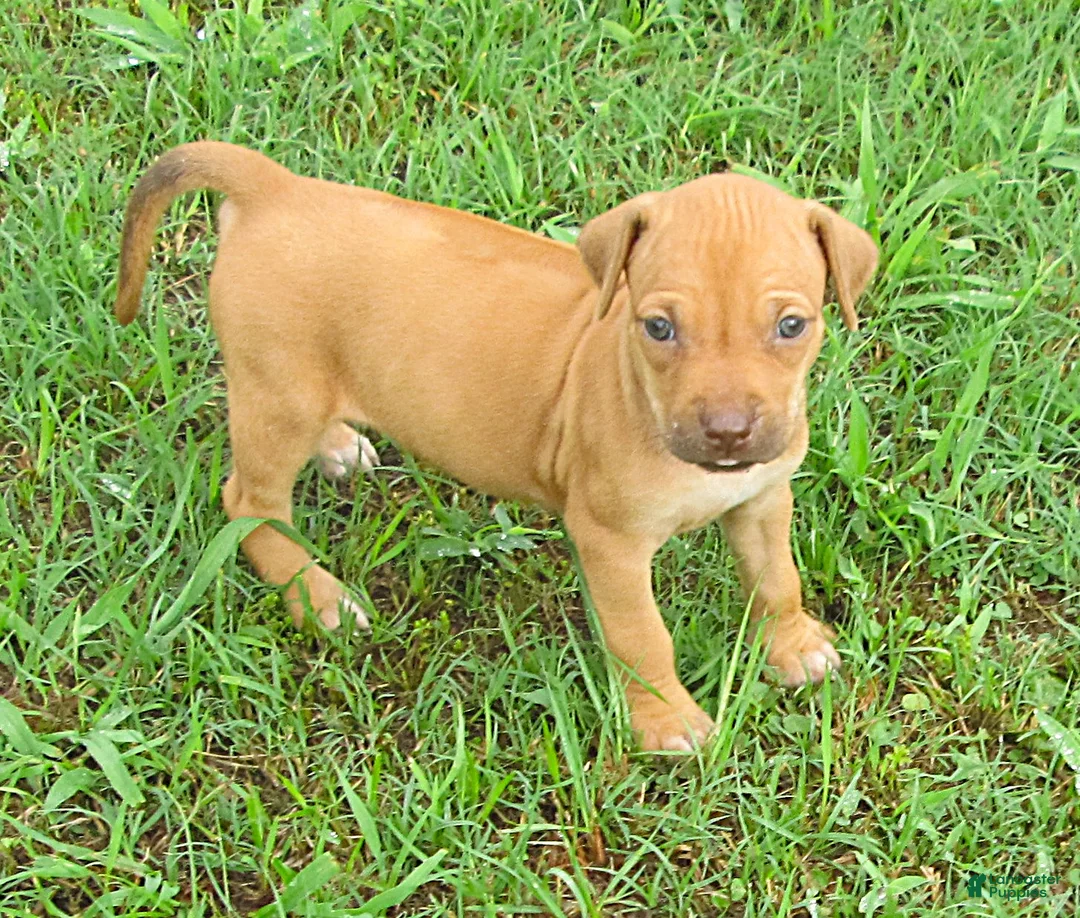 Rhodesian Ridgeback dogs for sale: Rhodesian Ridgeback 3 - Ad 1