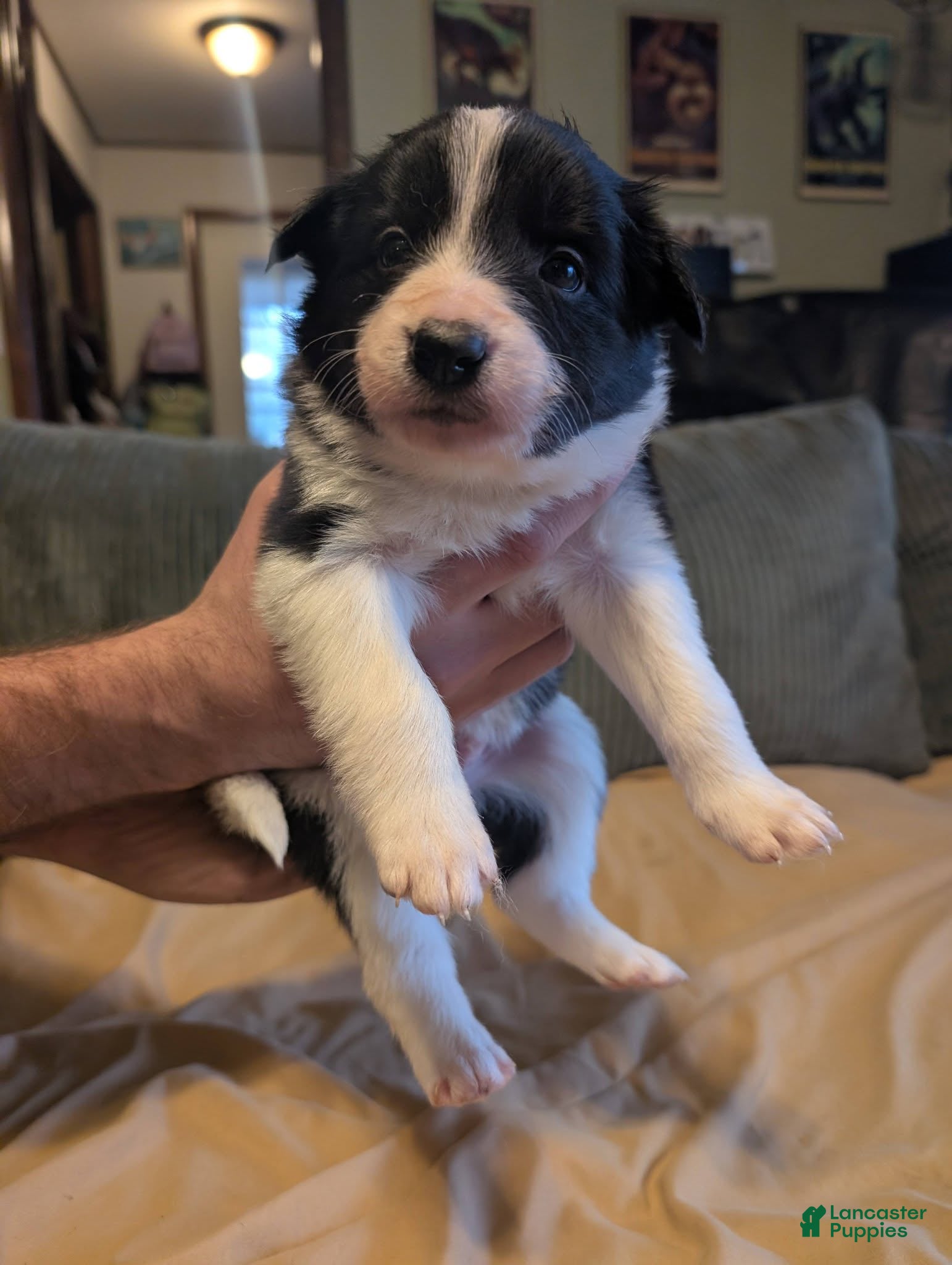 Border Collie dogs Male 2 - Ad 37