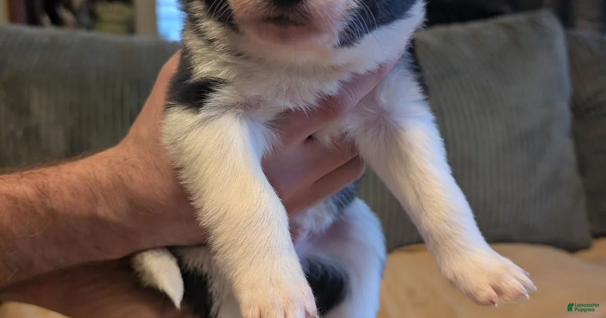 Male 2 Border Collie for sale in Lords Valley | Lancaster Puppies