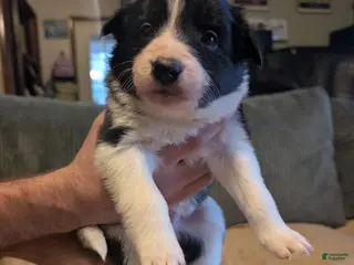 Border Collie dogs Male 2 - Ad 37