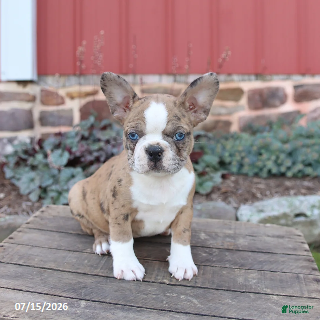 Frenchton dogs for sale: Jill - Ad 2