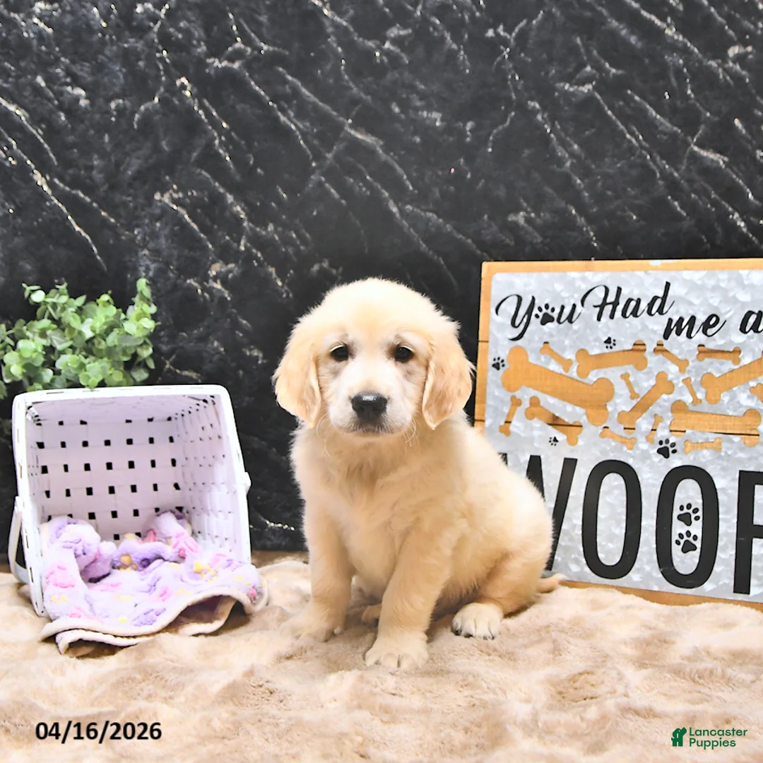 Golden Retriever dogs for sale: Moe  - Ad 1