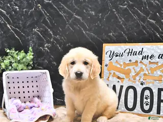 Golden Retriever dogs for sale: Moe - Ad 4