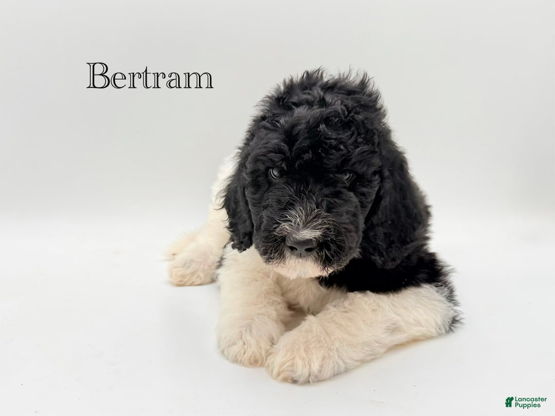 Goldendoodle dogs for sale: MALE- Bertram - Ad 4