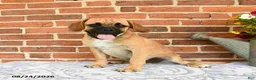 Puggle dogs for sale: Robbie - Ad 5